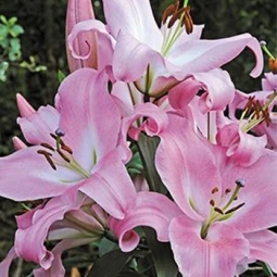 Лілія гігант Pink Mist