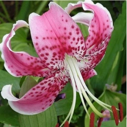 Лилия свисающая Speciosum Rubrum Лилия свисающая Speciosum Rubrum