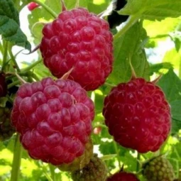Малина Королівський Пінгвін Малина Королівський Пінгвін