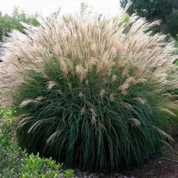 Мискантус Silberspinne (Сильберспайн)