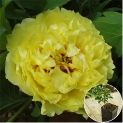 Півонія ІТО Yellow Crown (контейнер 3 л) Півонія ІТО Yellow Crown (контейнер 3 л)