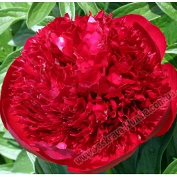 Пион травянистый Red Charm Пион травянистый Red Charm