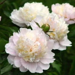 Півонія трав'яниста Shirley Temple Півонія трав'яниста Shirley Temple
