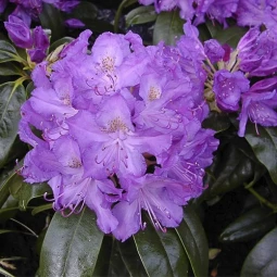Рододендрон Grandiflorum контейнер 2 л Рододендрон Grandiflorum контейнер 2 л