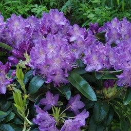 Рододендрон Grandiflorum контейнер 2 л Рододендрон Grandiflorum контейнер 2 л