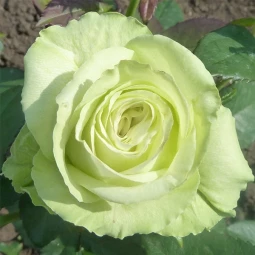 Роза Амандин (Amandine) (контейнер 2 л)
