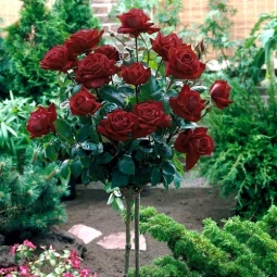 Троянда Блек Баккара (Black Baccara) штамб Троянда Блек Баккара (Black Baccara) штамб