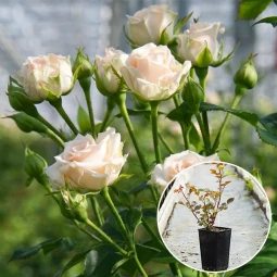Роза Яна (Jana) (контейнер 2 л) Роза Яна (Jana) (контейнер 2 л)
