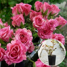 Роза Пинк Флеш (Pink Flash) (контейнер 2 л) Роза Пинк Флеш (Pink Flash) (контейнер 2 л)