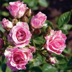 Роза Пинк Флеш (Pink Flash) (контейнер 2 л) Роза Пинк Флеш (Pink Flash) (контейнер 2 л)