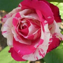 Роза Сатина (Satina) (контейнер 2 л)