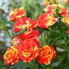 Роза спрей Флэш Фаер (Fire Flash)