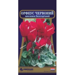 Цикламен багаторічний Орфеус червоний 5 насінин Цикламен багаторічний Орфеус червоний 5 насінин