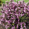 Вейгела Nana Purpurea