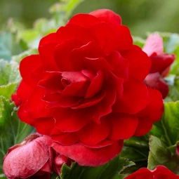 Бегония Махровая Scarlet
