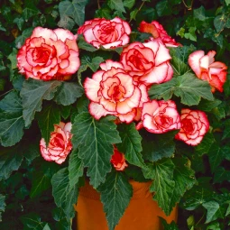 Бегония Picotee White Red