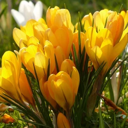 Крокус Крупноцветковый Yellow Giant Крокус Крупноцветковый Yellow Giant