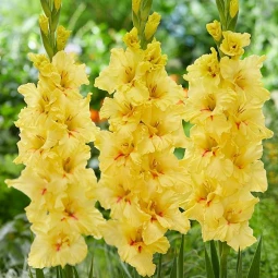 Гладіолус Гофрований Yellow Age Гладіолус Гофрований Yellow Age