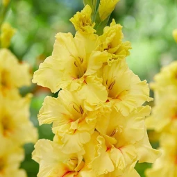 Гладіолус Гофрований Yellow Age Гладіолус Гофрований Yellow Age