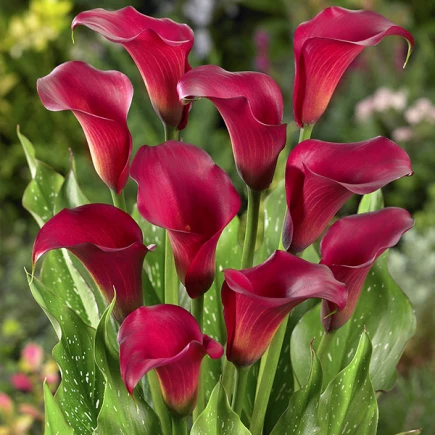 Калла Callafornia Red