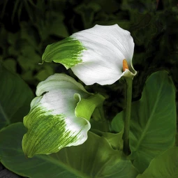 Калла Green Goddess