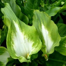 Калла Green Goddess