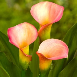 Калла Peach Pearl