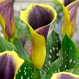 Калла Purple haze