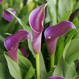 Калла Purple Moon
