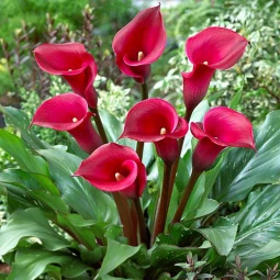 Калла Red Star