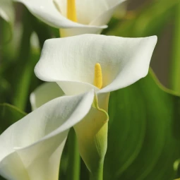 Кала White Ideal