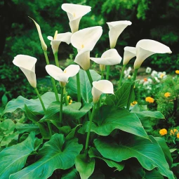 Кала White Ideal