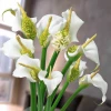 Кала White Swan