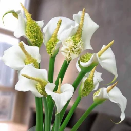 Кала White Swan