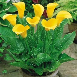 Кала Yellow Giant