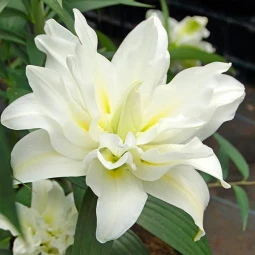 Лілія орієнтальна махрова Roselily Carolina Лілія орієнтальна махрова Roselily Carolina