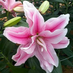 Лілія орієнтальна махрова Roselily Belonica Лілія орієнтальна махрова Roselily Belonica