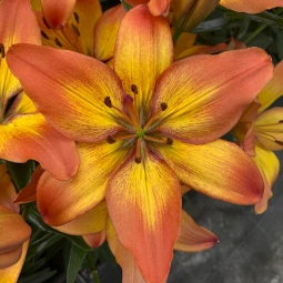 Лилия низкорослая Sunset Joy