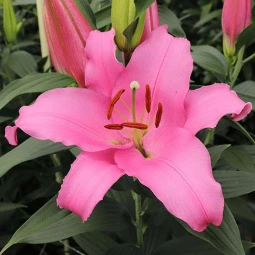 Лилия ориентальная Think Pink