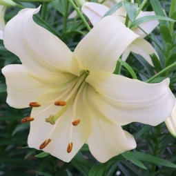 Лілія азіатська Pearl White Лілія азіатська Pearl White