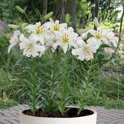 Лілія азіатська Pearl White Лілія азіатська Pearl White