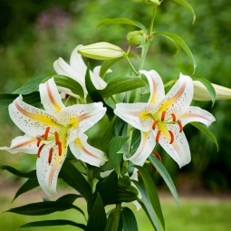 Лилия низкорослая Garden Party