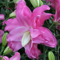 Лілія орієнтальна махрова Lotus Joy Лілія орієнтальна махрова Lotus Joy