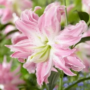 Лілії серії Lotus