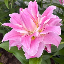 Лілія орієнтальна махрова Lotus Breeze Лілія орієнтальна махрова Lotus Breeze
