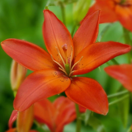 Лилия азиатская Mandarin Star