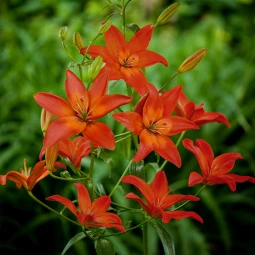 Лилия азиатская Mandarin Star